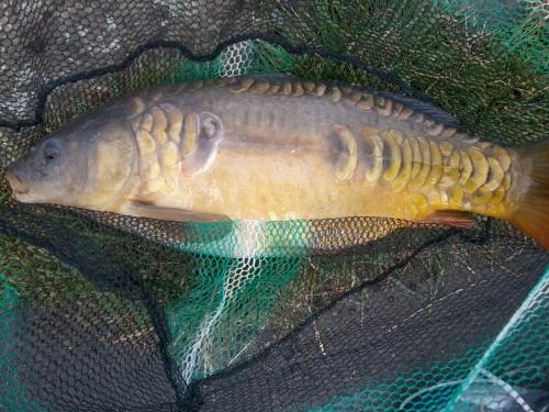 Peter Morris - Yeadon Tarn 9lb 0oz