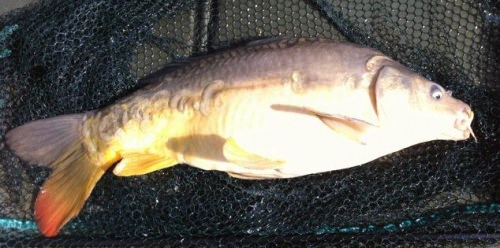 Tom Green - Stockton Reservoir 5lb 2oz