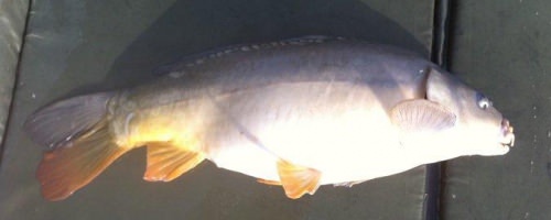 Tom Green - Stockton Reservoir 5lb 12oz