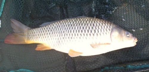 Tom Green - Stockton Reservoir 6lb 8oz