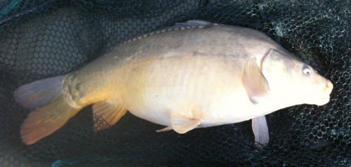 Tom Green - Stockton Reservoir 7lb 8oz