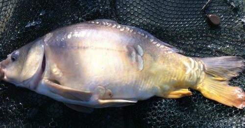 Tom Green - Stockton Reservoir 8lb 4oz