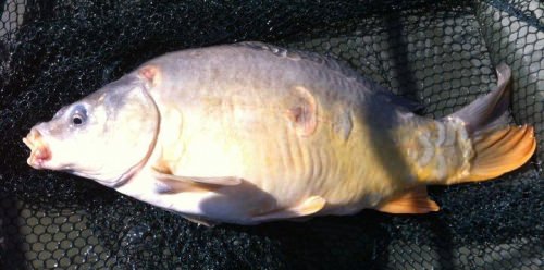 Tom Green - Stockton Reservoir 8lb 5oz