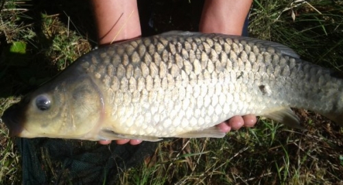 Jamie Bonner - Eureka Fisheries 3lb 0oz