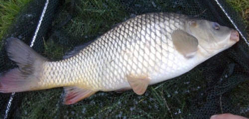 Jamie Bonner - Eureka Fisheries 2lb 0oz